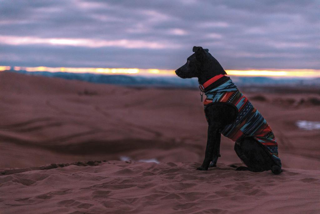 Dog at sunset