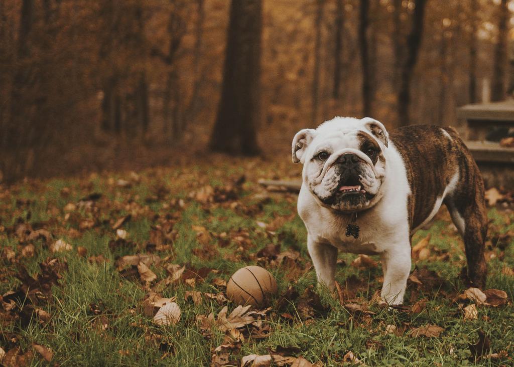 Bulldog with ball