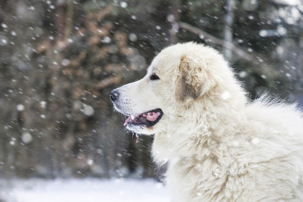 Great Pyrenees