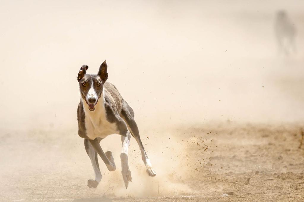 Greyhound racing