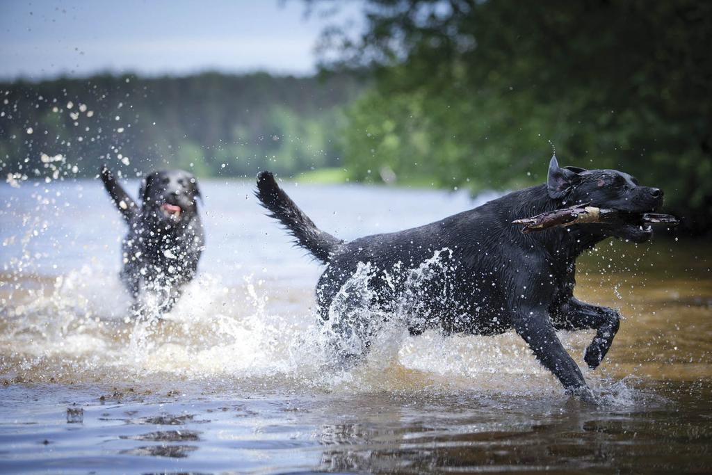 Labradors in lake