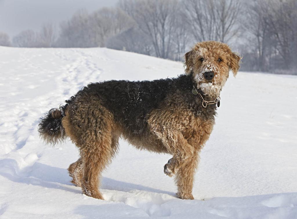 Airedale terrier
