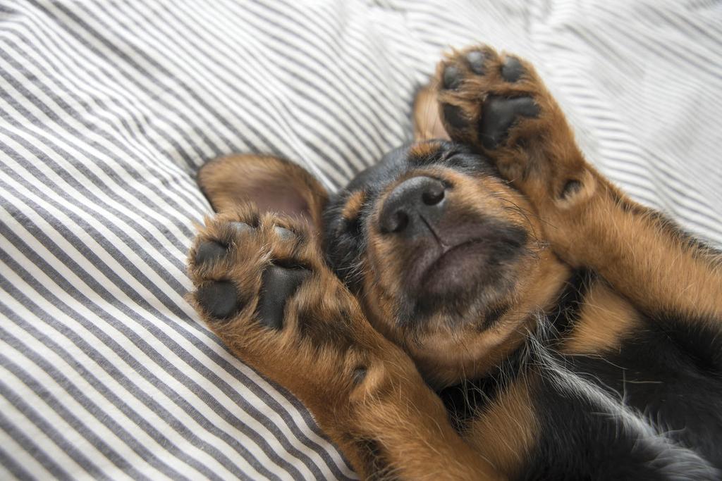Rottweiler puppy sleeping