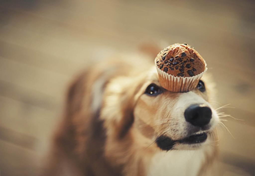 Dog balancing muffin