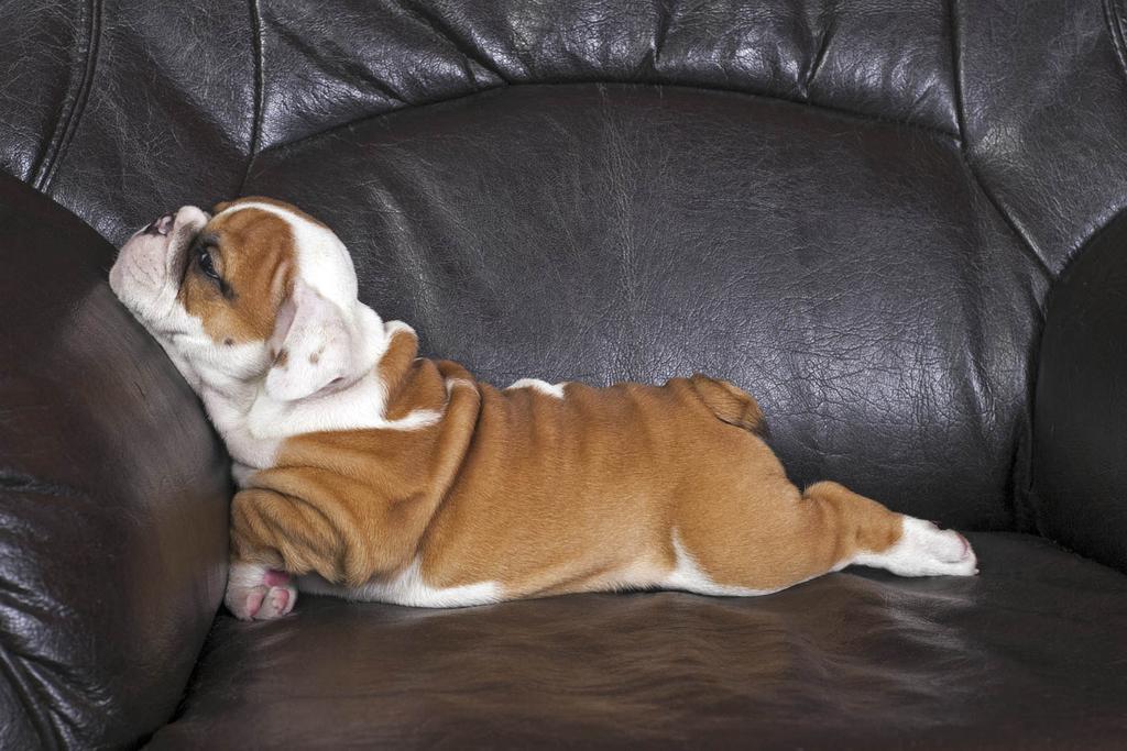 English bulldog lounging