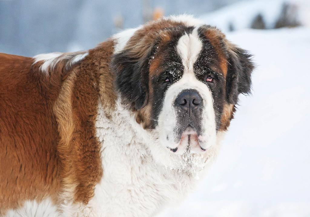 Saint Bernard in snow