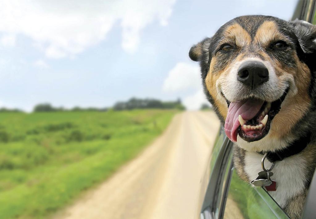 Dog with head out car window