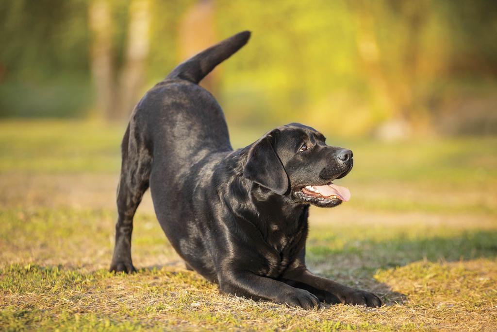 Black Lab stretching