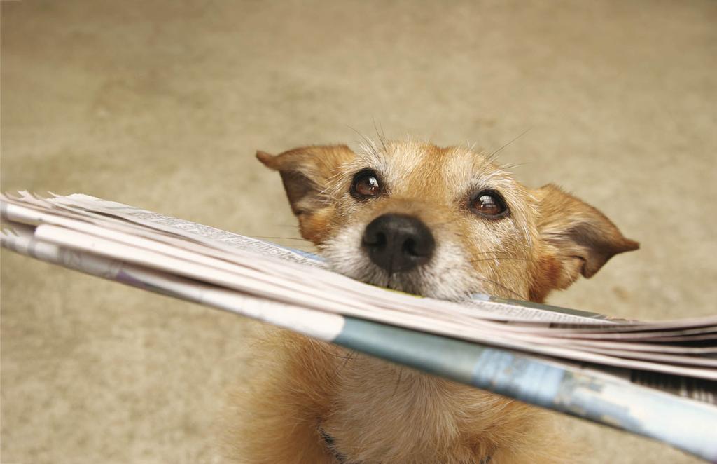 Terrier with newspaper