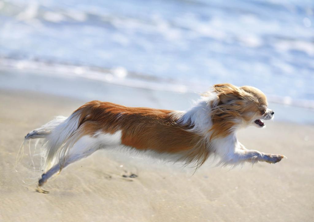 Brown and white Chihuahua running on beach