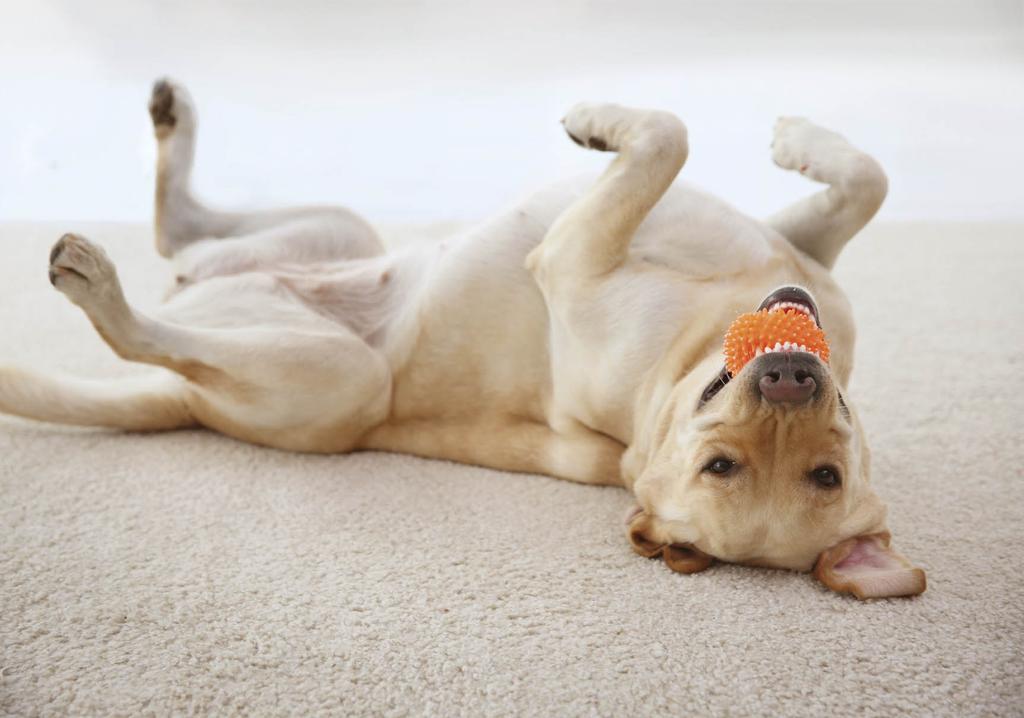 Labrador retriever