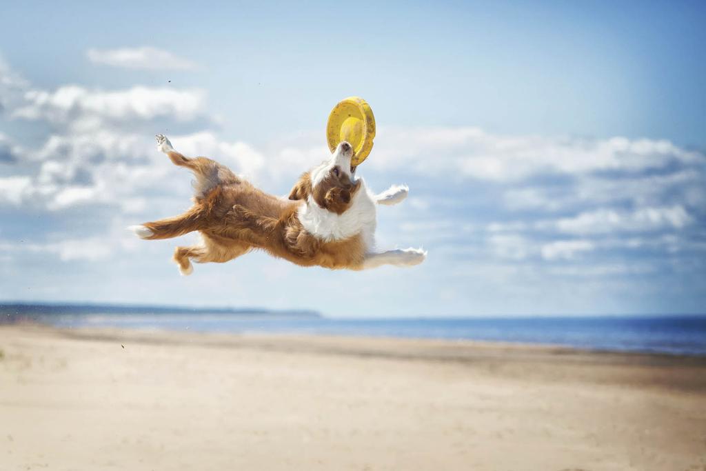 Border collie playing