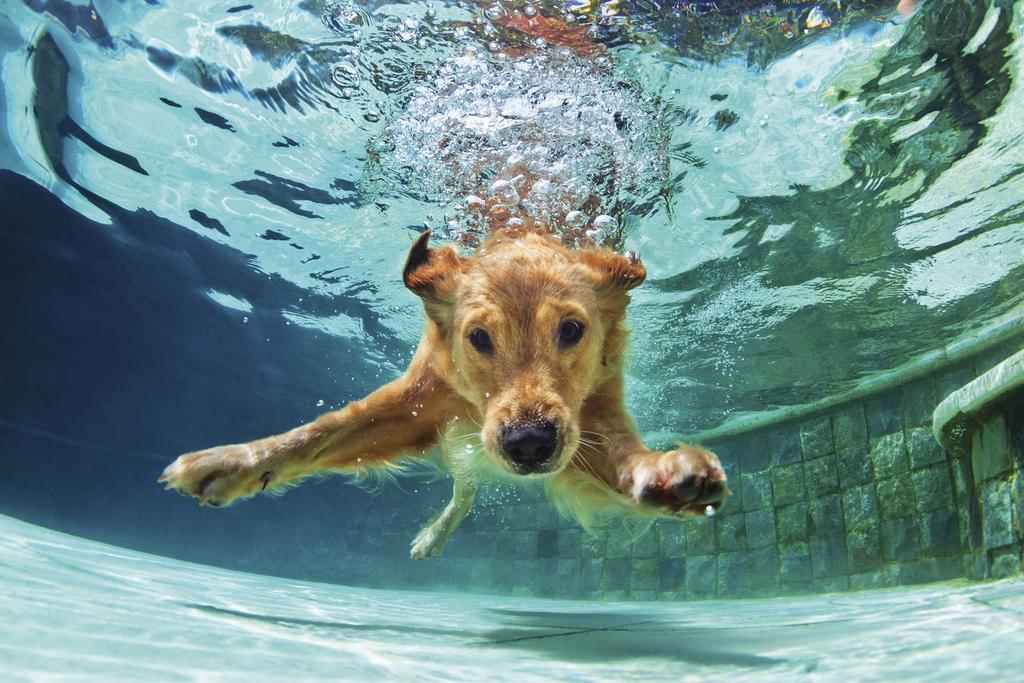 Puppy swimming underwater