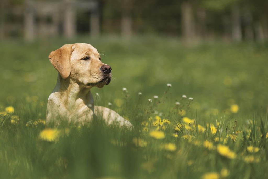 Dog sitting in the grass