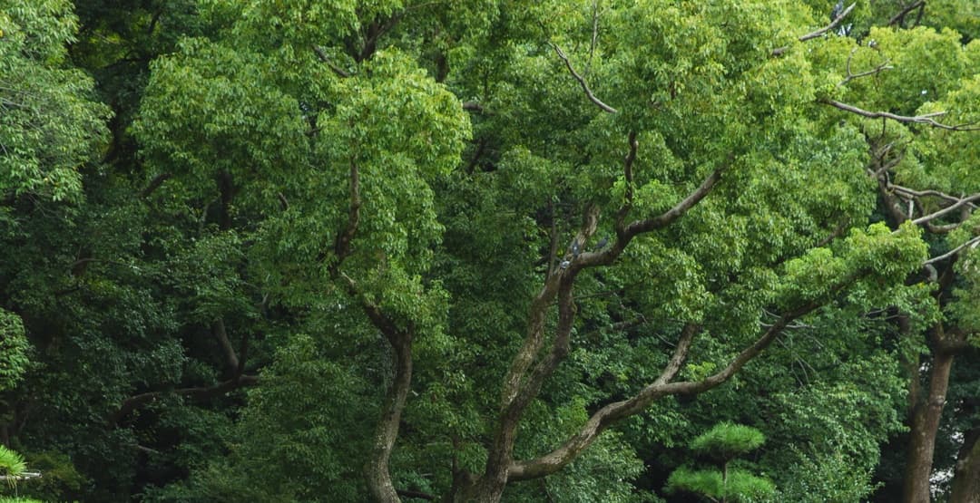 Placeholder App Image