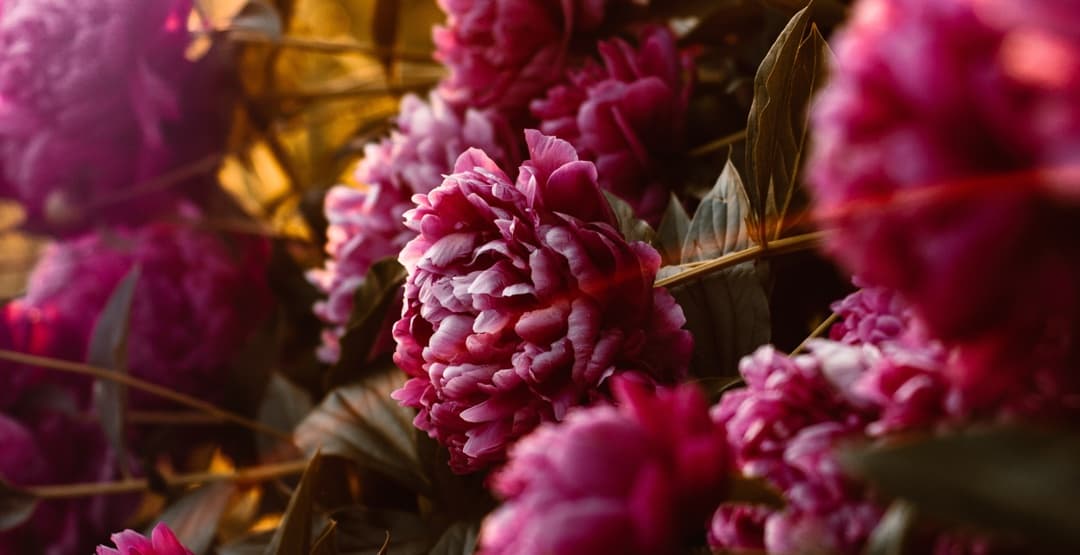 Placeholder App Image