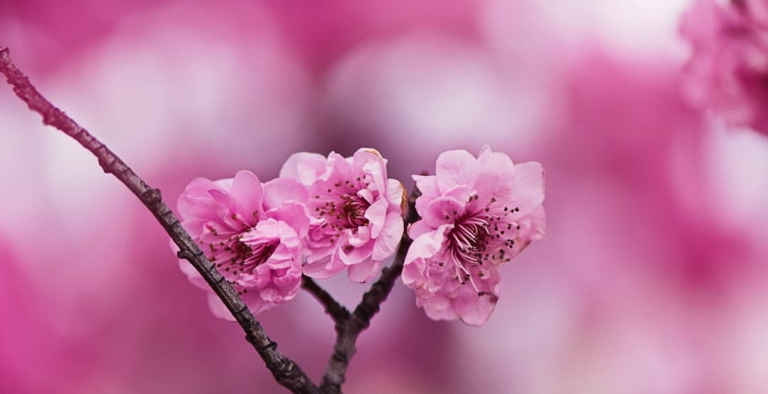 Placeholder App Image