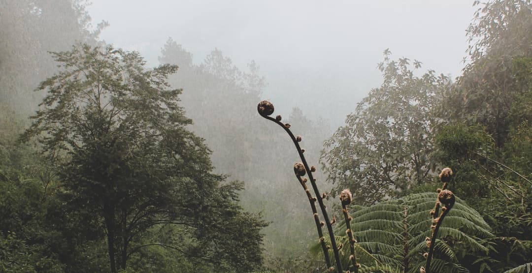 Placeholder App Image