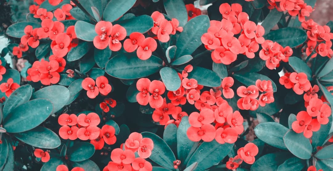 Placeholder App Image