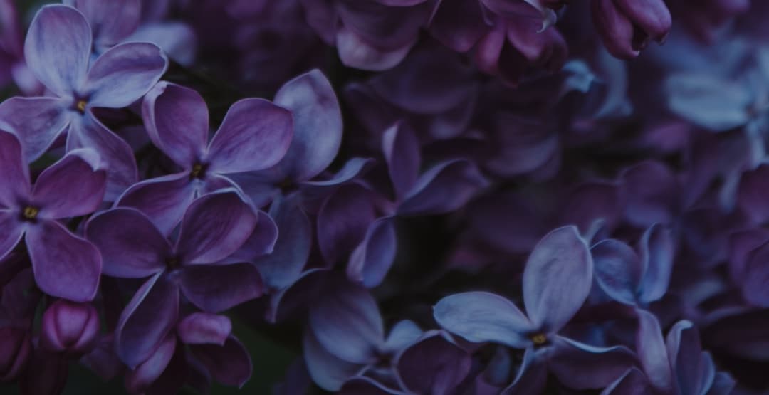 Placeholder App Image