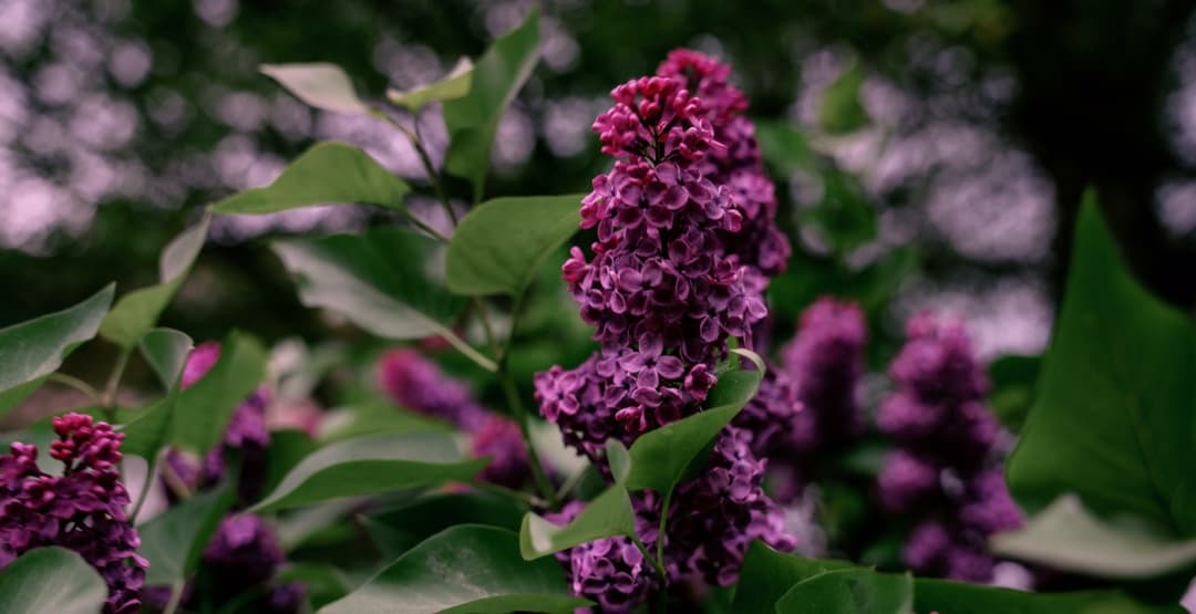 Placeholder App Image