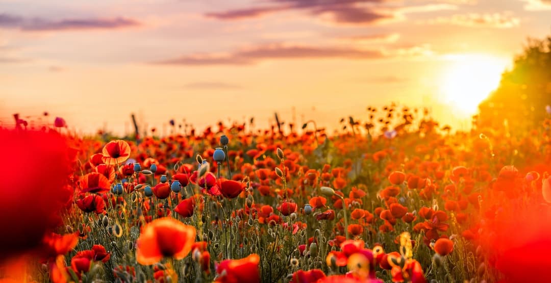 Placeholder App Image