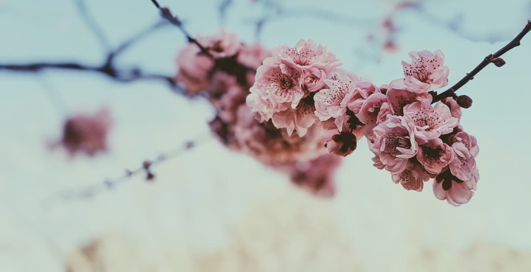 Placeholder App Image