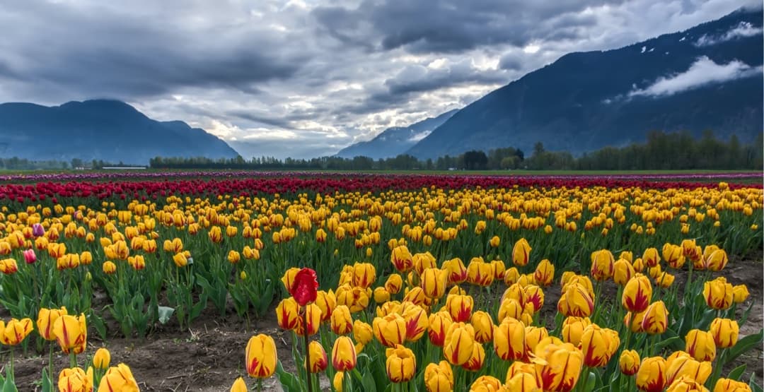 Placeholder App Image