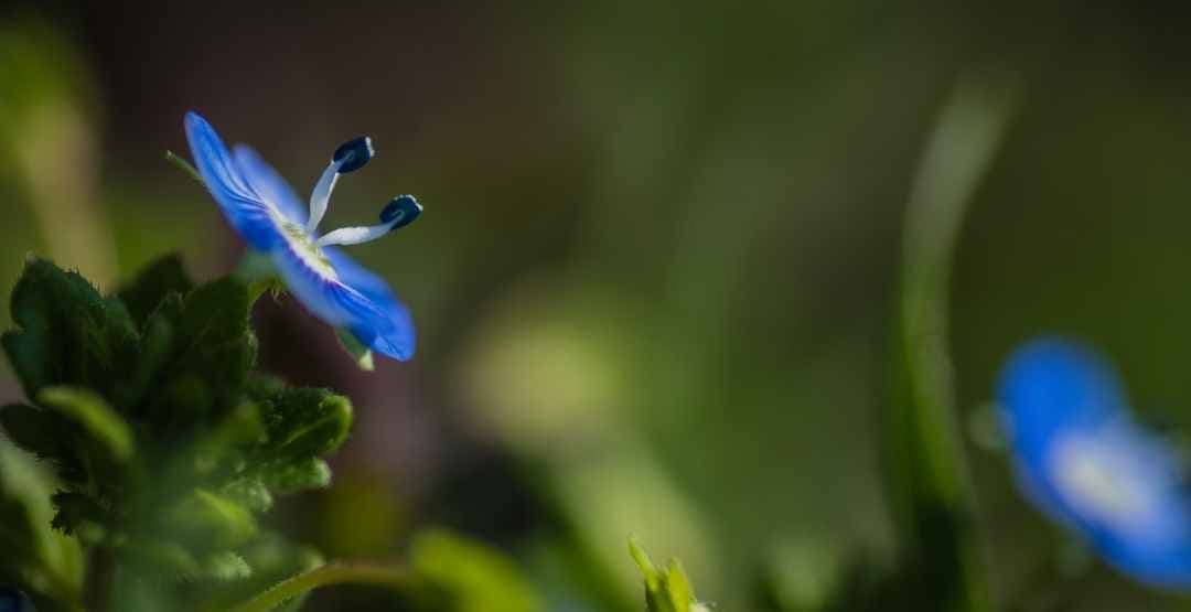 Placeholder App Image