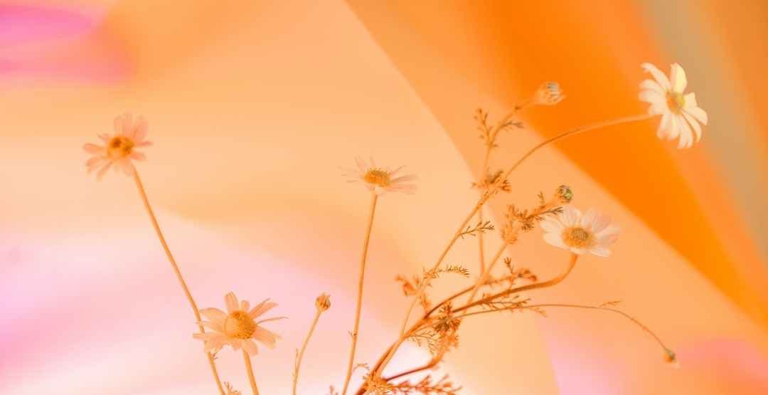 Placeholder App Image