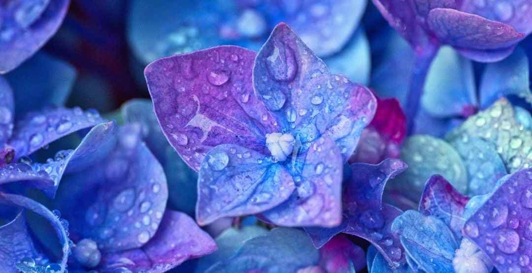 Placeholder App Image