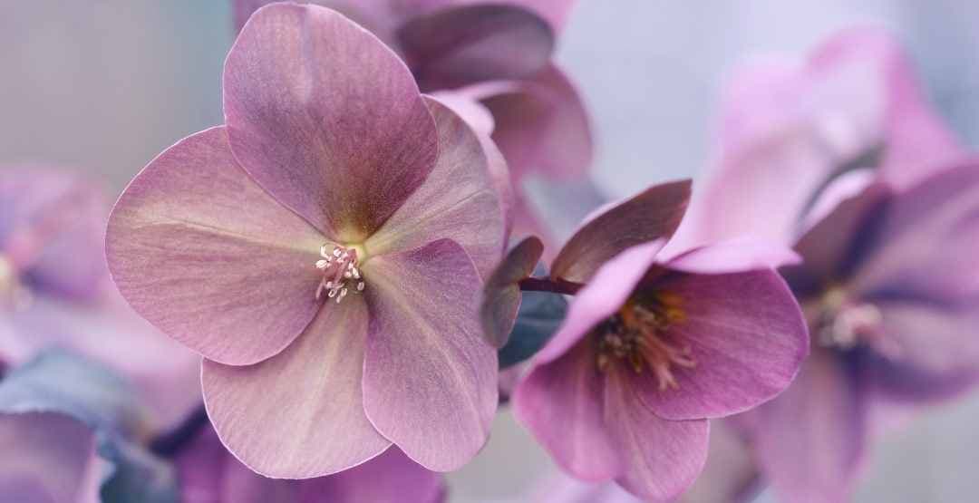 Placeholder App Image