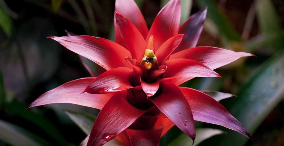 Placeholder App Image