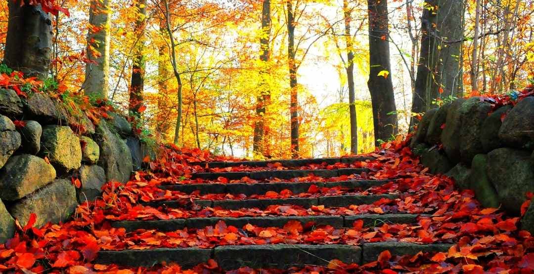 Placeholder App Image