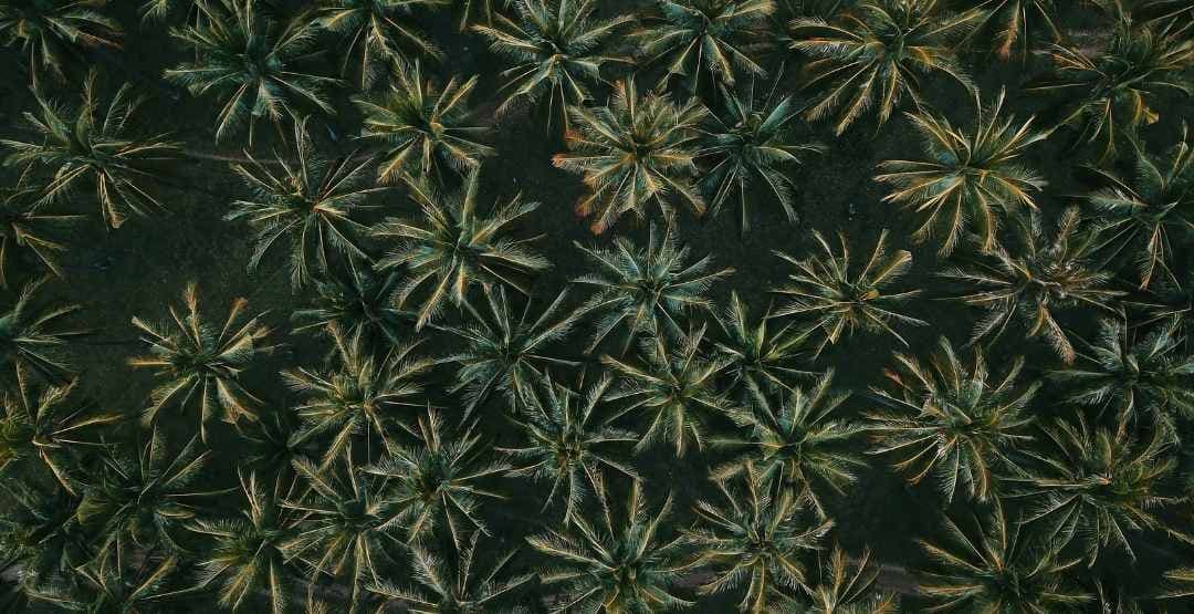 Placeholder App Image