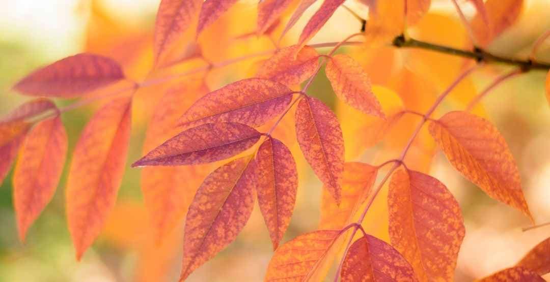 Placeholder App Image