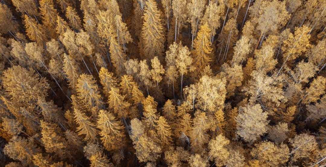 Placeholder App Image