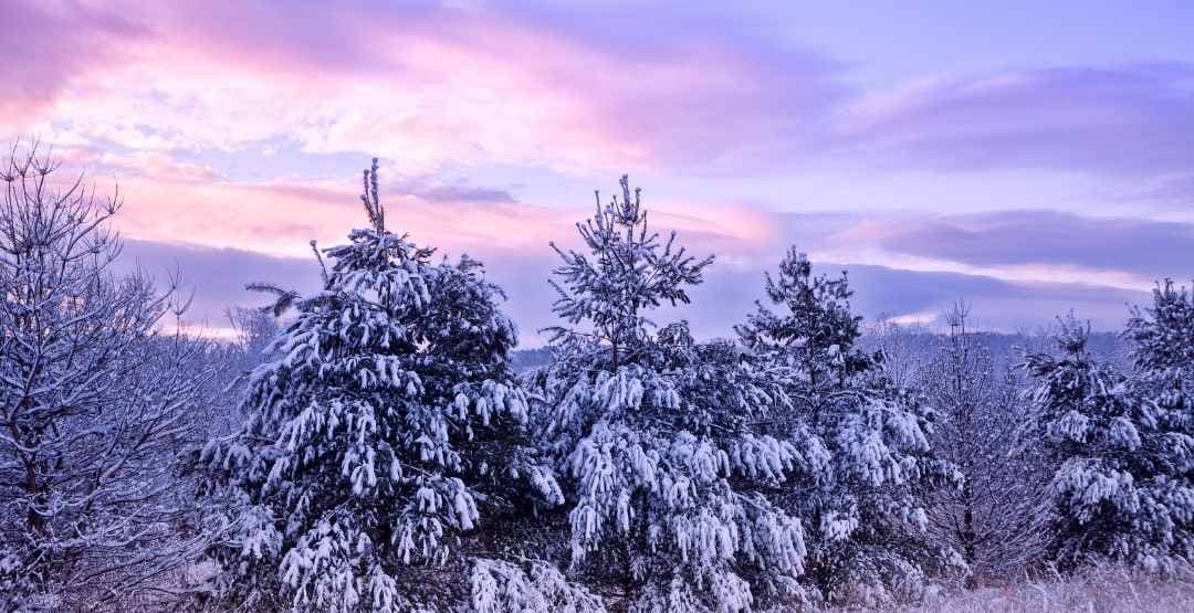 Placeholder App Image