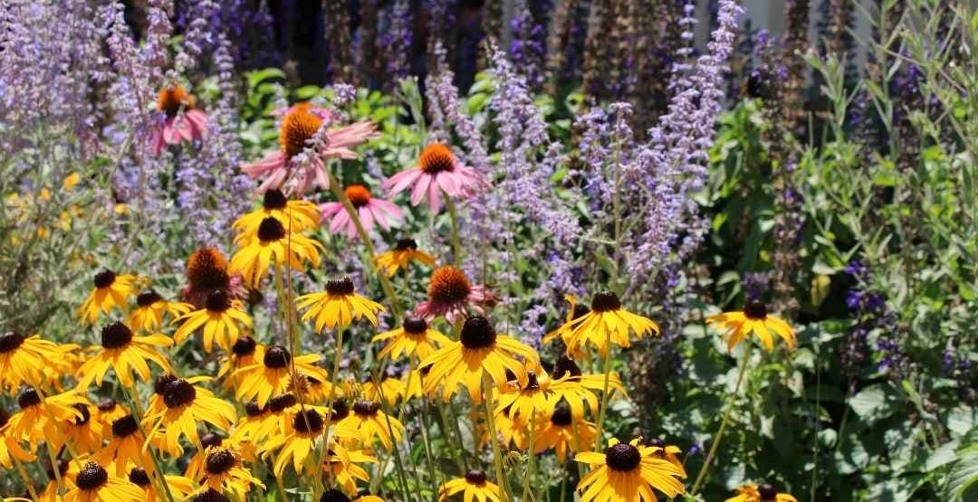 Placeholder App Image