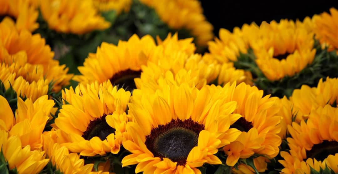 Placeholder App Image