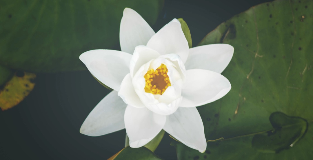 Placeholder App Image