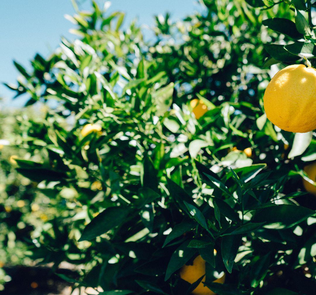 Fruitful Living: How to Grow a Life That Matters image