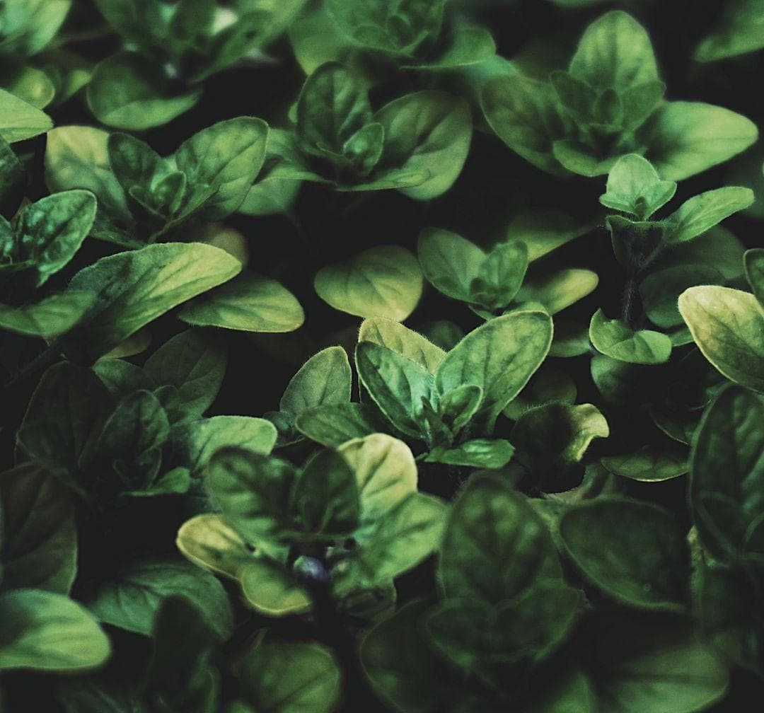 Gardens: Evergreen Faith in a Trustworthy God image