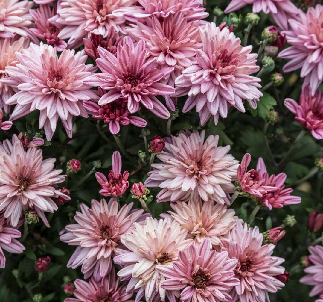 One Minute Prayers for Women with Cancer image