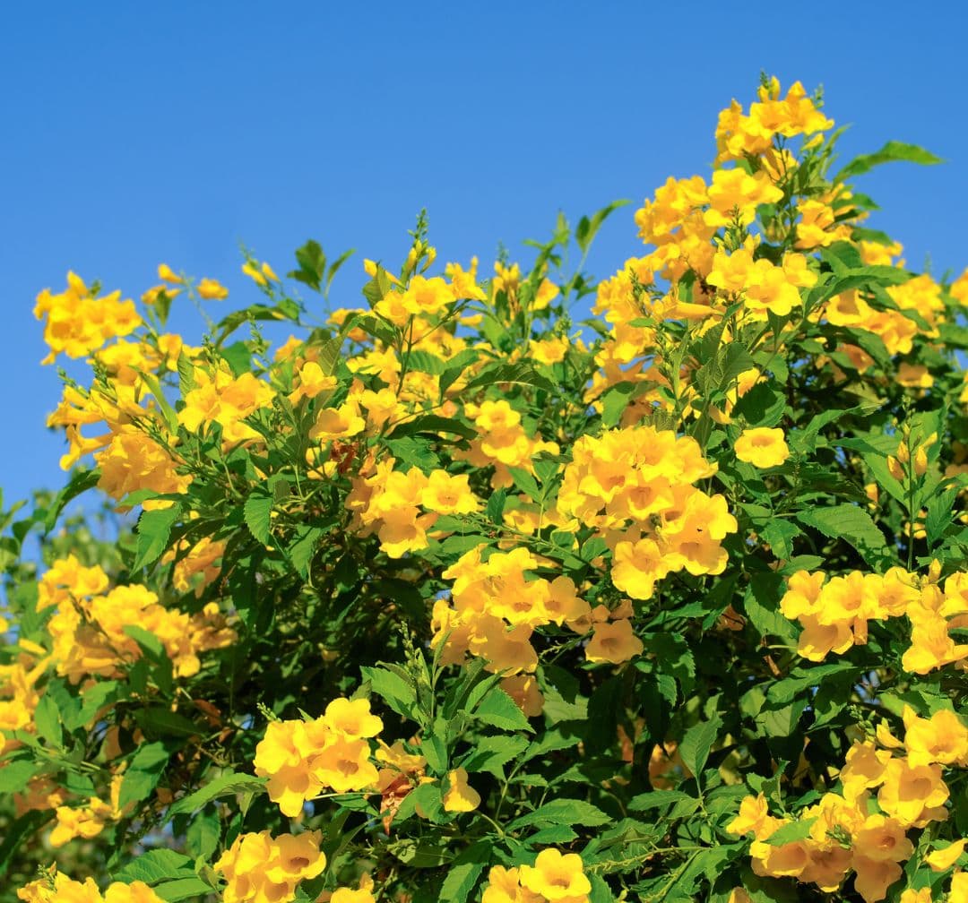 Alive on the Vine: 7-Day Devotionalimage