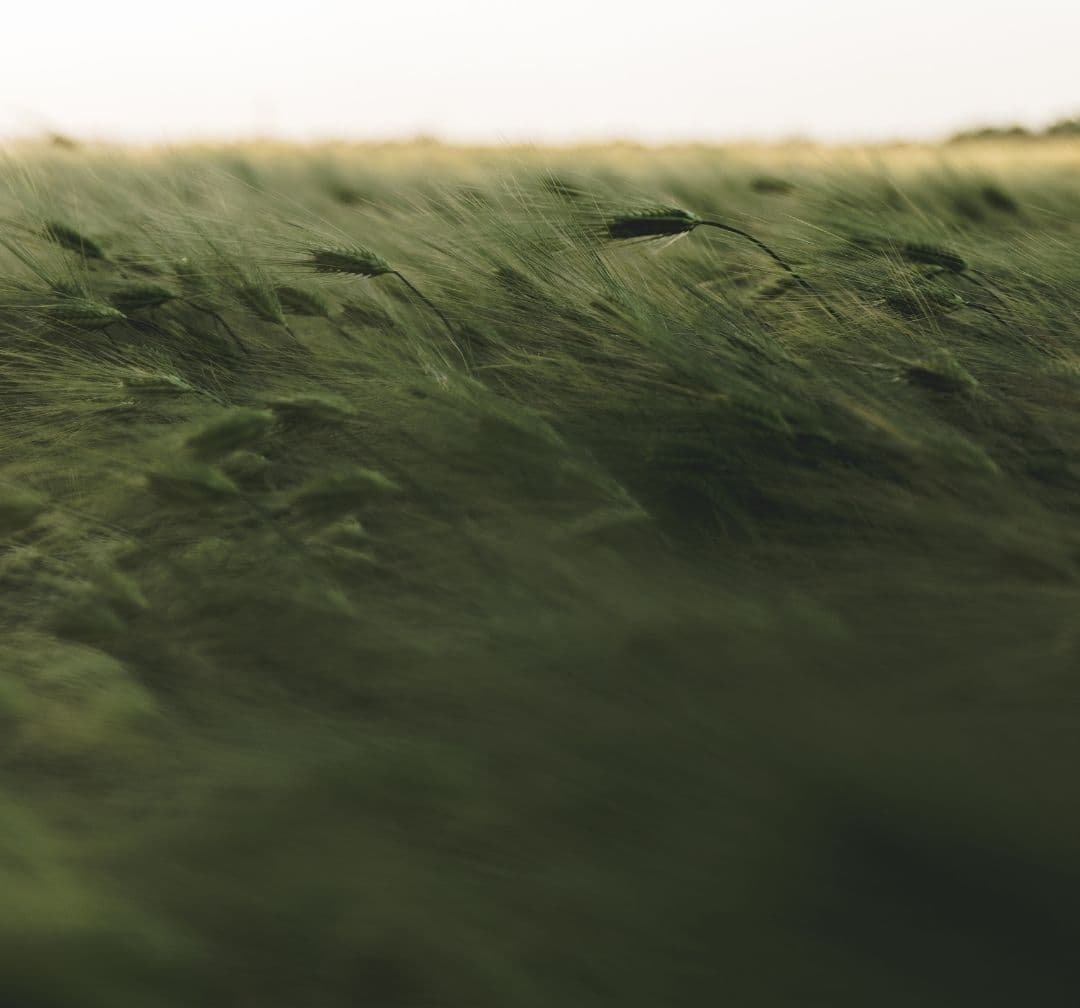 Who's the Boss of Your Mind? by WRAP Yourself in the Word Podcast image