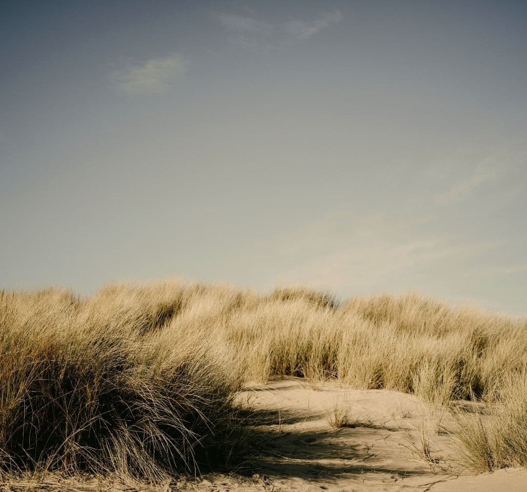 The Rooted Leader: Becoming a Leader Who Doesn't Topple